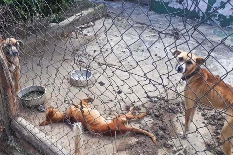 Polícia encontra cães desnutridos amarrados com correntes no interior de SP; um estava morto