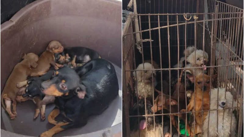 Operação fecha canil clandestino e resgata mais de 30 cães de raça em situação de maus-tratos em Tatuí, SP