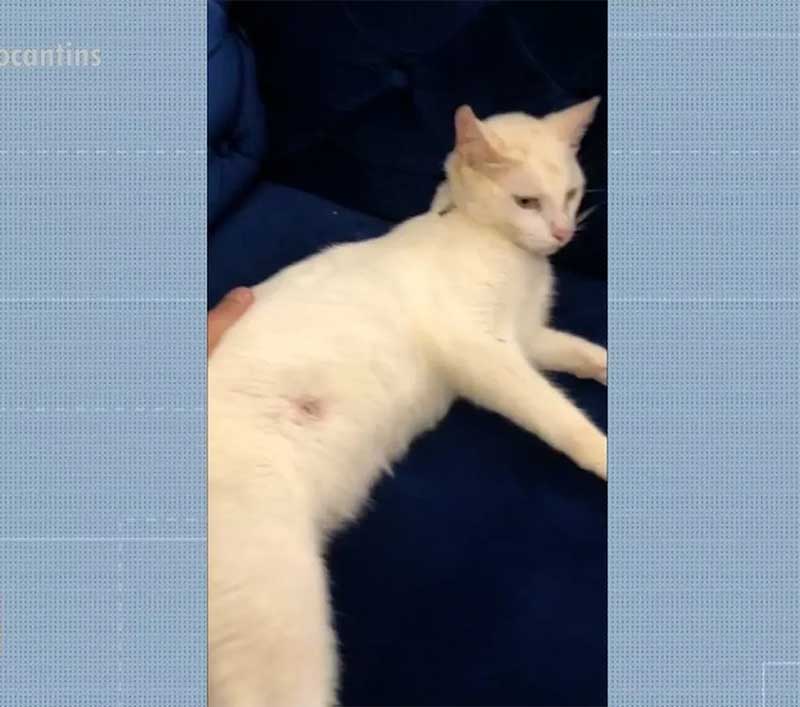 Gato é baleado e sobrevive ao terceiro ataque dentro de condomínio em Palmas, TO