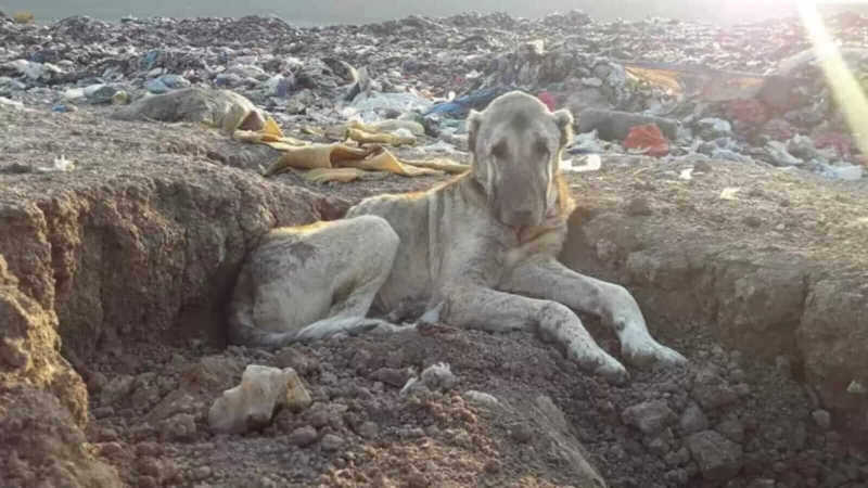 Mulher vê foto de cachorro idoso vivendo em lixão e faz de tudo para tirá-lo de lá
