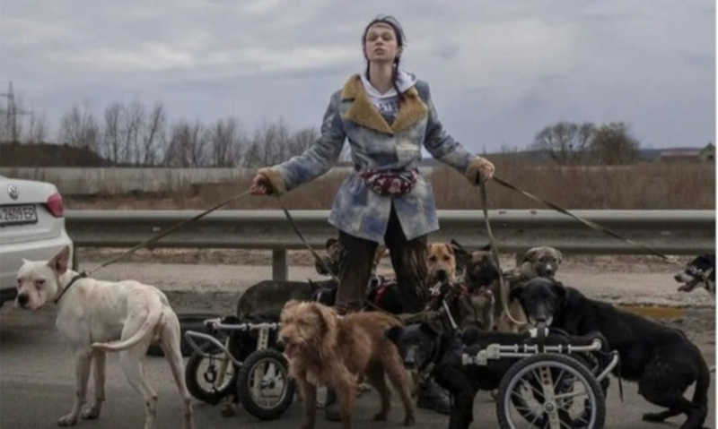 Casal foge da Ucrânia com 19 cachorros: ‘tínhamos muito o que fazer para ter medo’