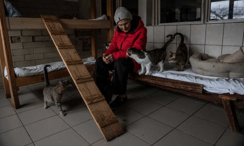 Ucraniana de 77 anos arrisca a vida para cuidar de 700 animais em abrigo