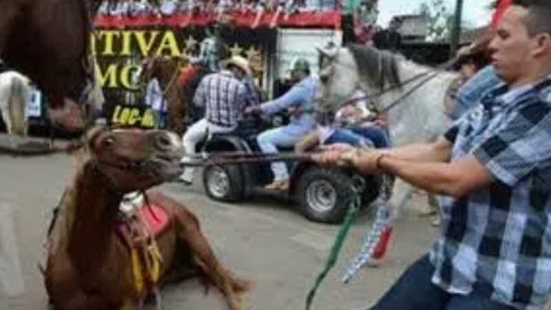 MP abre procedimento administrativo para evitar maus-tratos a animais na cavalgada em Rio Branco