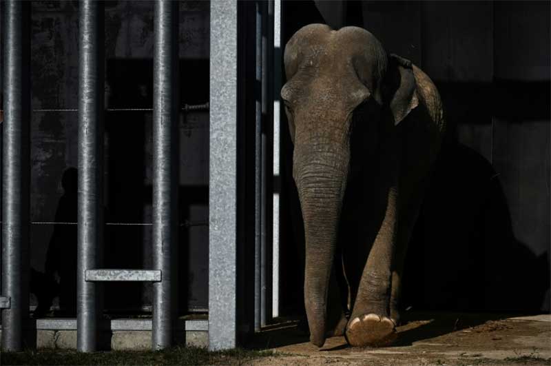 Mais de 250 elefantes serão transferidos para parque no Malawi