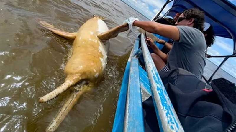 Sea Shepherd luta pela conservação dos botos da Amazônia — Foto: Sea Shepherd/Simon Ager