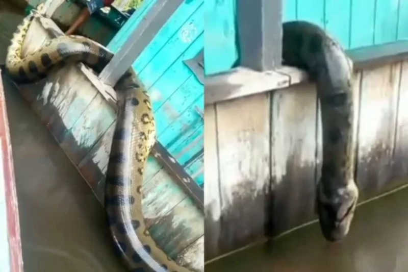 Moradores matam cobra sucuri de seis metros após alagamento no Amazonas