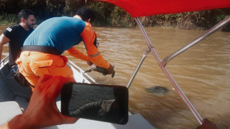 Animais da espécie cágado, conhecida como tracajá, foram liberados no rio Javari