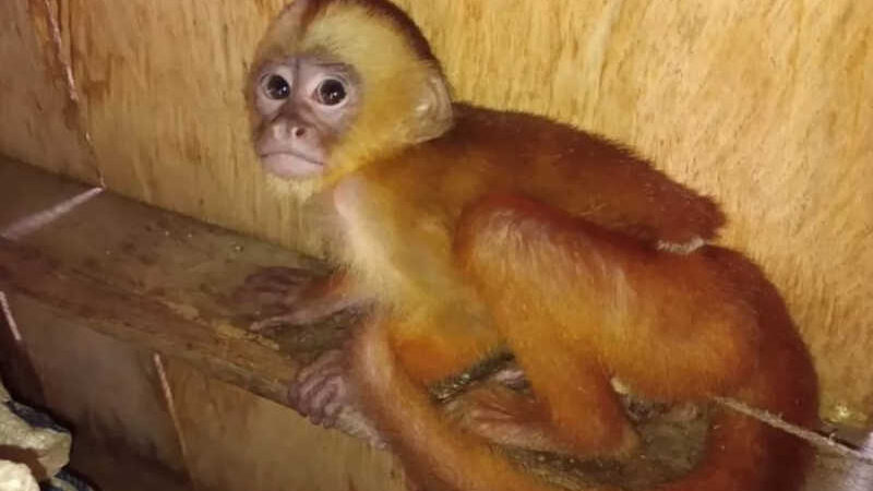 Macaco caiarara encontrado durante operação da polícia. — Foto: Divulgação/SSP-AM