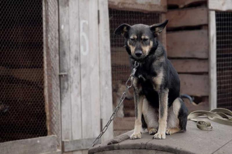 Veja como denunciar maus-tratos ou crueldade contra animais em Manaus, AM