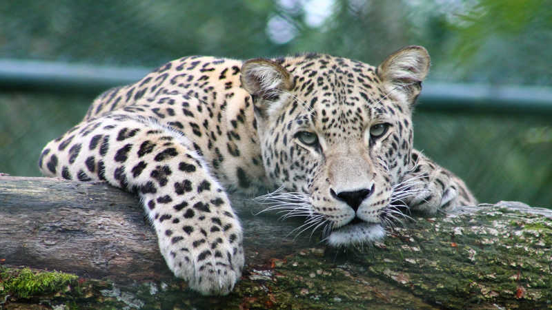 Campanha contra o turismo de exploração animal é realizada em Iranduba, AM