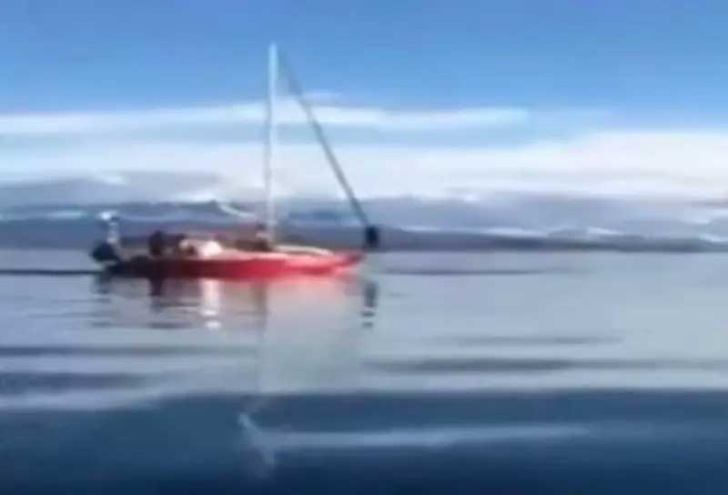 Veleiro atropela baleia e tripulantes riem da situação na Argentina; VÍDEO