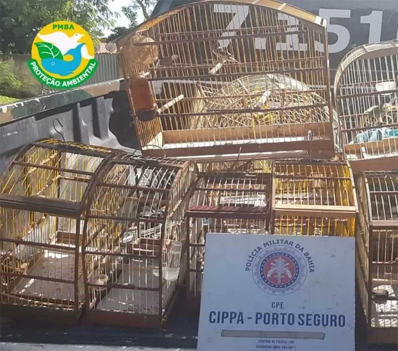 Aves são apreendidas em Porto Seguro, no sul da Bahia — Foto: Polícia Militar