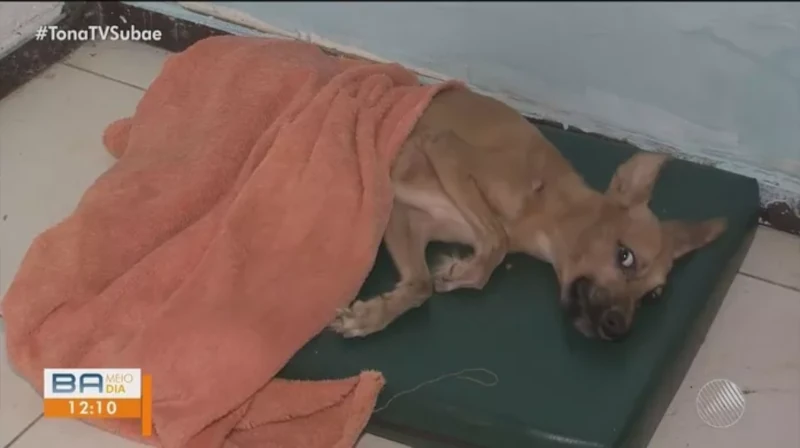 Dois cães morrem após comerem salsichas envenenadas em ONG de Feira de Santana, BA; outros três animais estão em observação