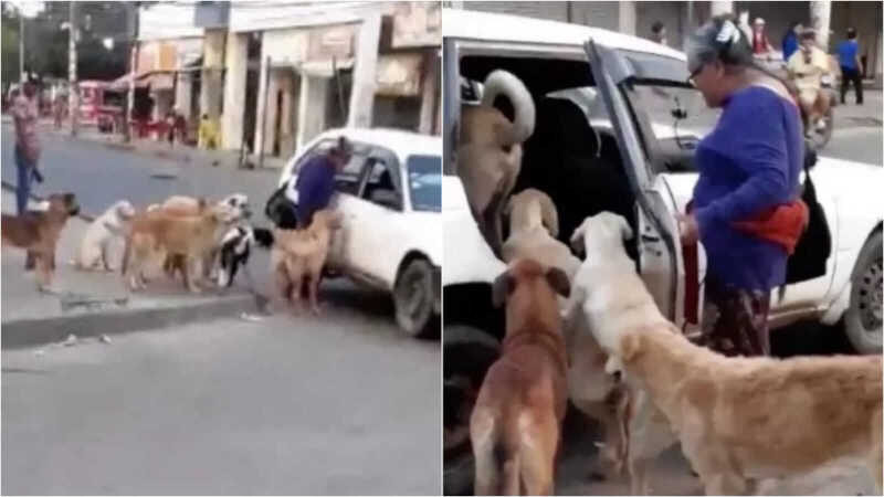 A senhora decidiu que não deixaria os cachorros abandonados, e contou com uma ajuda especial (Foto: Reprodução/Youtube/StreamBolTv)