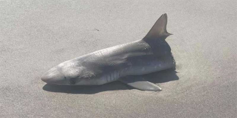 Metade de um tubarão é encontrada em praia e causa temor na web