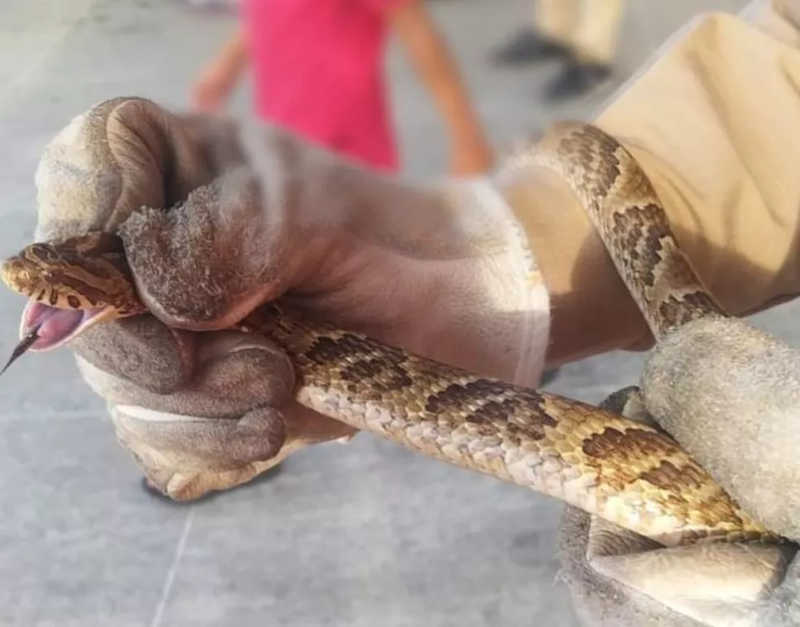 Bombeiros resgatam mais de 4 mil animais no Ceará de janeiro a maio; cobras lideram ranking