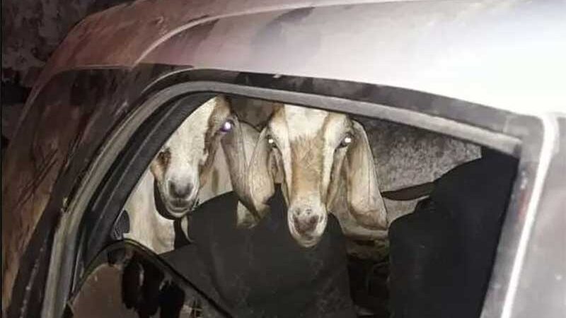 Cabras sequestradas foram colocadas em veículo em Maranguape — Foto: PMCE