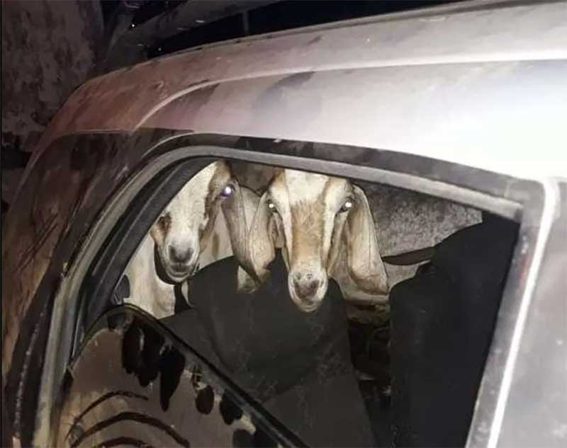 Homem é preso suspeito de sequestrar cabras e ovelhas e fugir em carro na Grande Fortaleza, CE