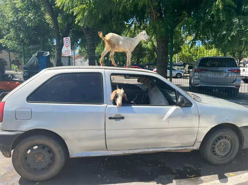 Dois são presos por sequestrar cabras no Ceará; animais eram levados em carro