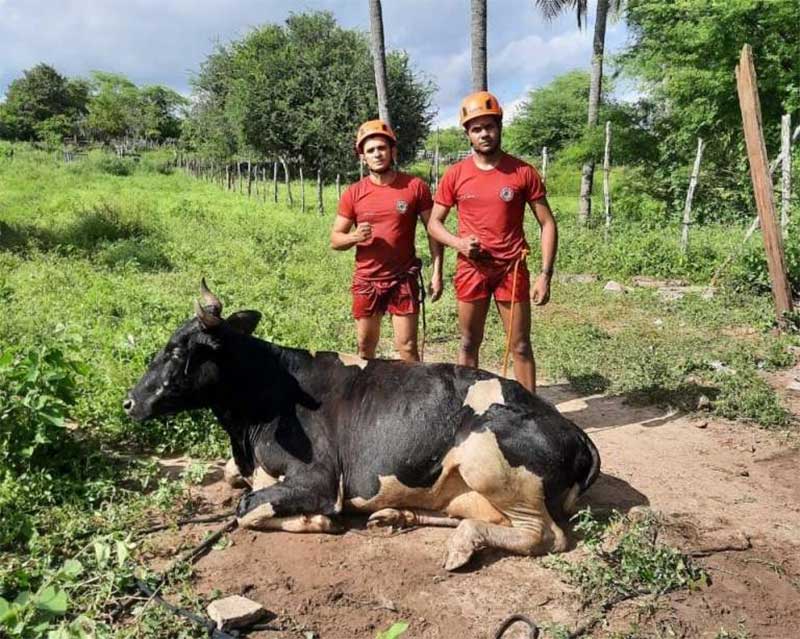 Corpo de Bombeiros resgata vaca de cacimba na cidade de Quixadá, CE