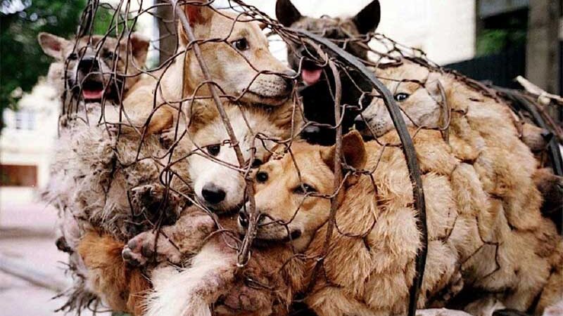 Ativistas conseguem resgatar 386 cães que seriam comidos no festival de Yulin, na China