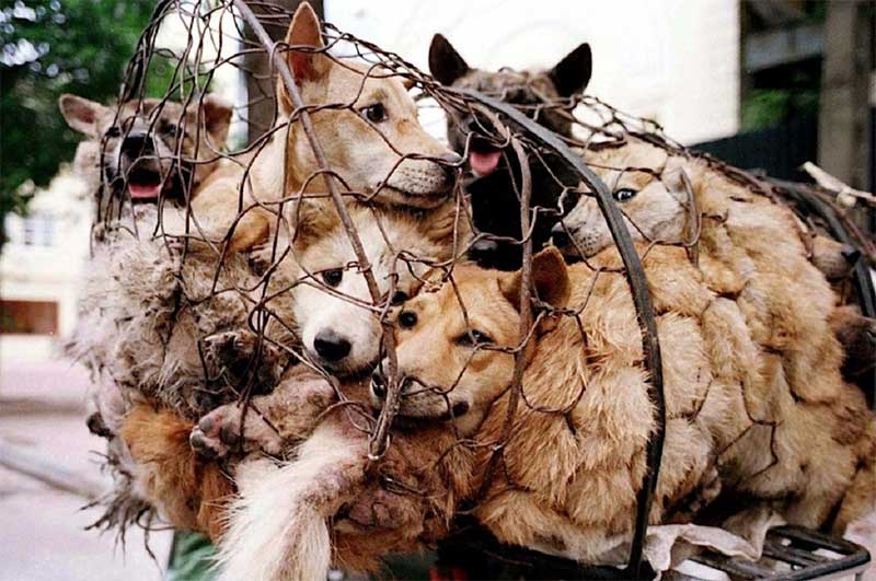 Ativistas conseguem resgatar 386 cães que seriam comidos no festival de Yulin, na China