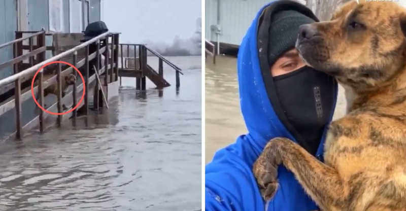 Homem enfrenta água congelante para salvar cadela e seus filhotes abandonados durante inundação no Canadá; VIDEO