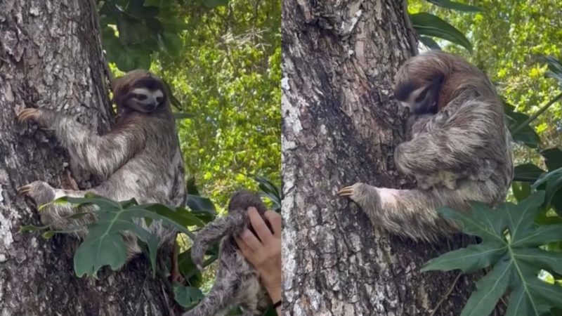 Bebê preguiça perdido na floresta é devolvido à mãe e reencontro emociona; VÍDEO