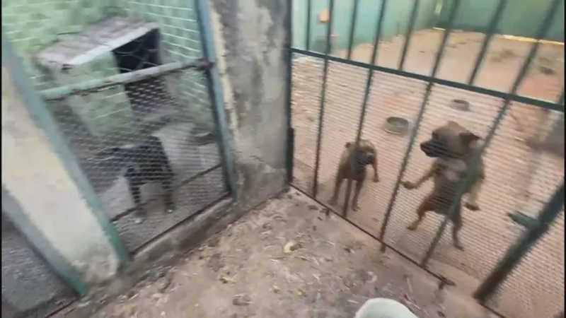 Polícia resgata 9 cães abandonados em casa na Asa Sul, em Brasília, DF; VÍDEO