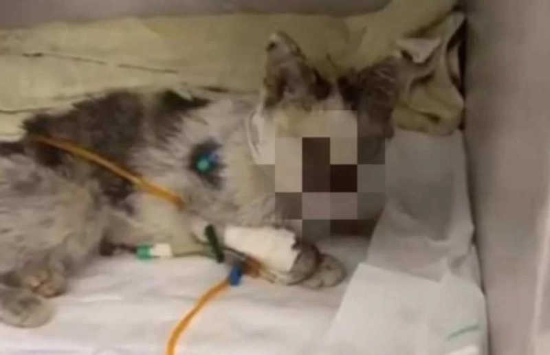 O animal foi vítima de maus-tratos e estava com o focinho desfigurado quando foi resgatado. As imagens são fortes (foto: Reprodução/Instagram)