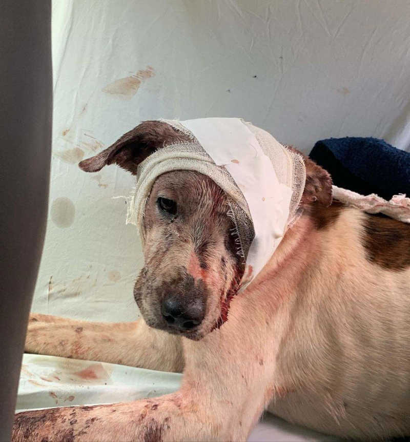 Cachorro é resgatado com vida após ser agredido com facão por produtor rural em Brejetuba, ES; VÍDEO