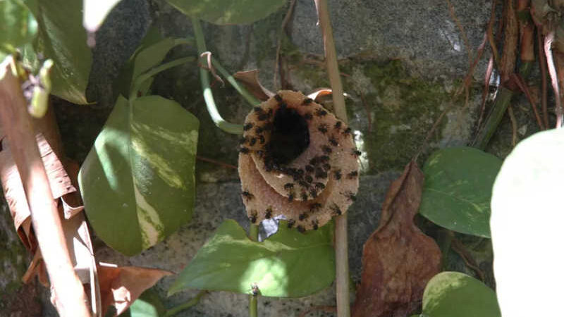 Abelha mandaguari (Scaptotrigona spp) — Foto: Elder Assis Miranda/Arquivo pessoal
