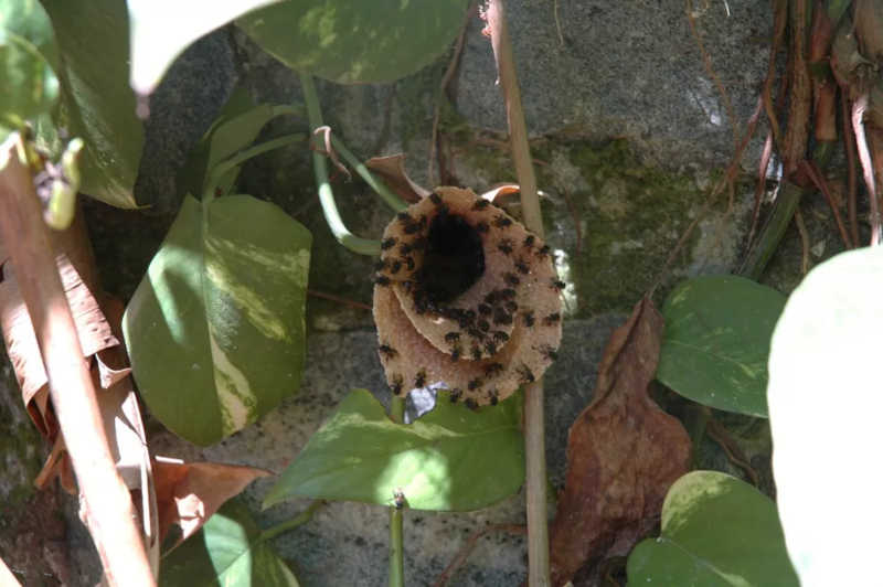 Biólogo descobre rede nacional de tráfico de abelhas com valores que chegam a R$ 5 mil