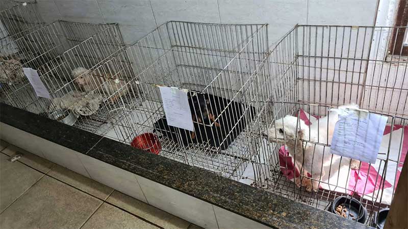 “Vários cachorros morreram por negligência”, afirma ex-funcionária de clínica interditada em Vila Velha