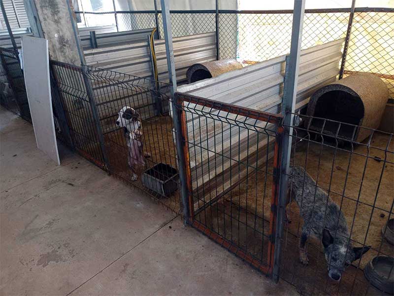 Veterinário preso em Vila Velha (ES): quais são os direitos dos tutores dos animais vítimas de maus-tratos?