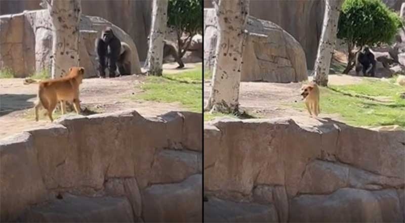 Cachorro caramelo entra em recinto de gorila e mobiliza tratadores; VÍDEO