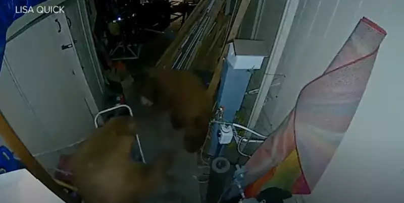 Mulher acorda e dá de cara com ursos brigando na garagem de casa; VÍDEO