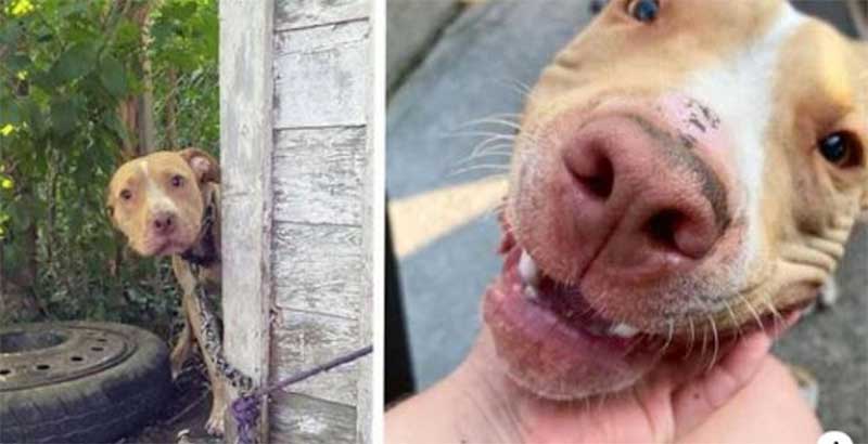 Cachorro abandonado em um quintal não consegue acreditar que foi resgatado