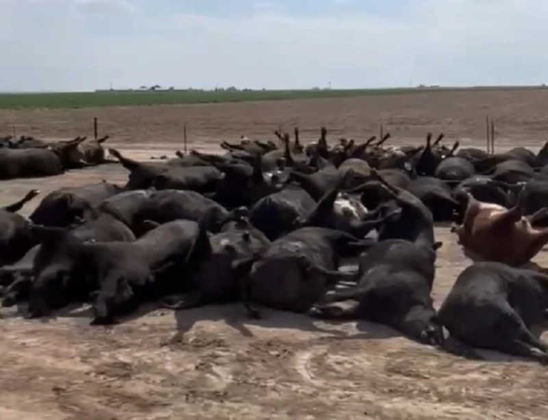 Centenas de bois morrem em onda de calor de mais de 40 °C; veja vídeo