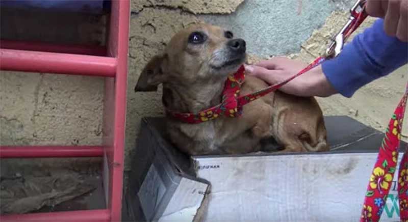 Cachorrinha de três patas é resgatada depois de viver dentro de uma caixa de sapatos por meses