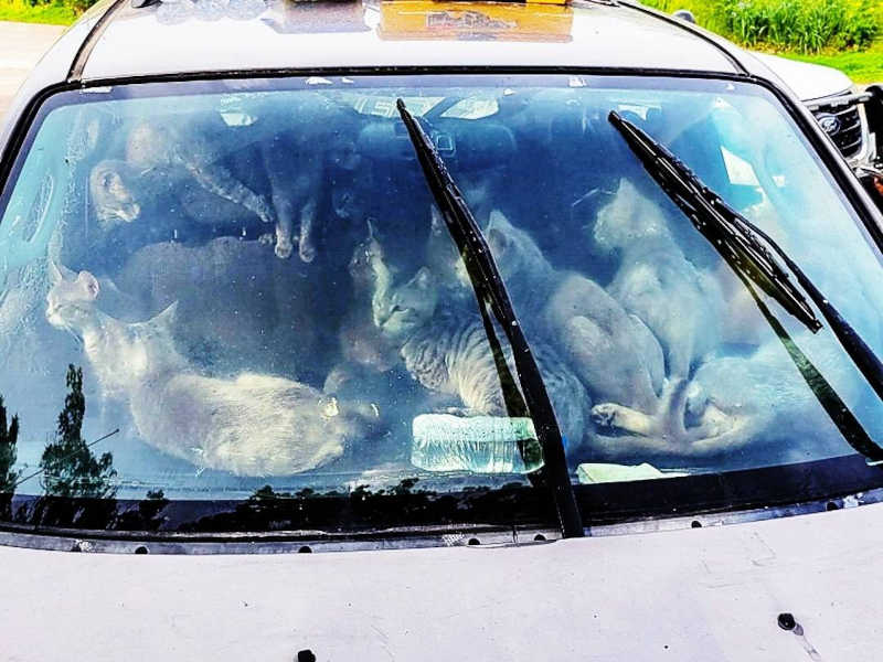 47 gatos são resgatados pela polícia nos EUA após viverem em carro