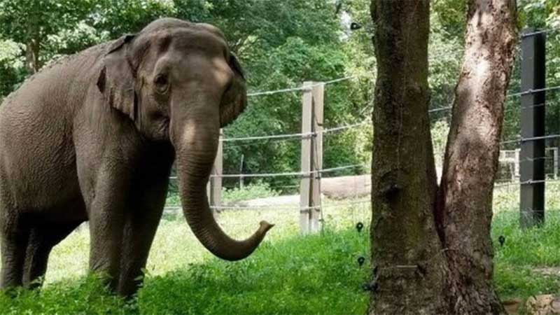 Anacrônico, Tribunal de Nova York decide que elefanta não é uma pessoa