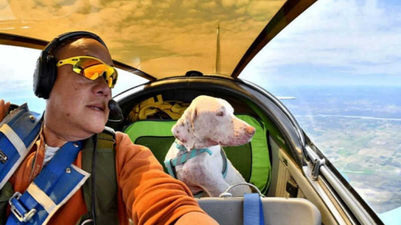 ‘Eu prefiro voar com cães’: piloto aposentado leva animais resgatados para suas novas casas