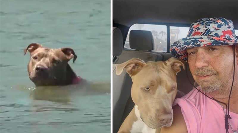 Depois de cair no mar, cachorro nadou 8 quilômetros para voltar para casa