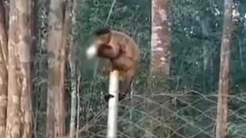 Macacos são flagrados bebendo cerveja e fumando em Goiânia, GO