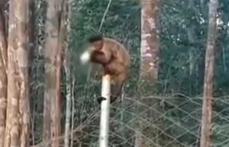 Macacos são flagrados bebendo cerveja e fumando em Goiânia, GO