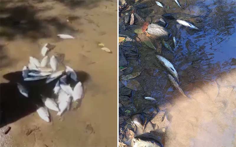 Secretaria de Meio Ambiente investiga morte de dezenas de peixes no Rio Vermelho, em Goiás