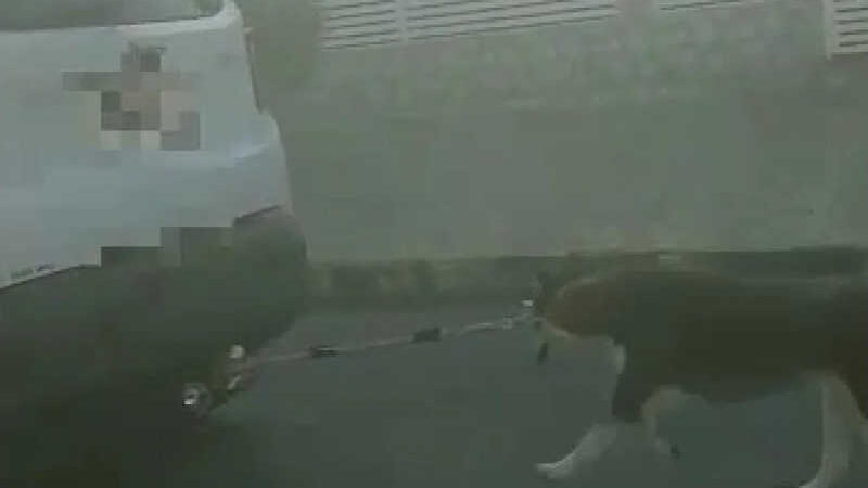 Imagens mostram momento exato em que tutora arrasta cachorro pelo carro, em São Luís dos Montes Belos, GO