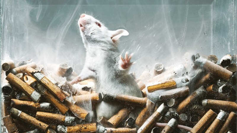 Proibição de testes em animais para álcool, tabaco e drogas adiada até julho de 2025 (mas existem métodos alternativos confirmados pela ciência)