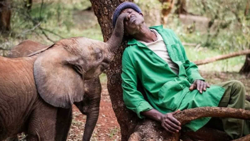 Elefante resgatado reencontra homem que a criou para apresentar seu filhote
